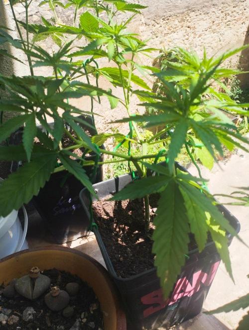iced sangría triploid f1. Week 6