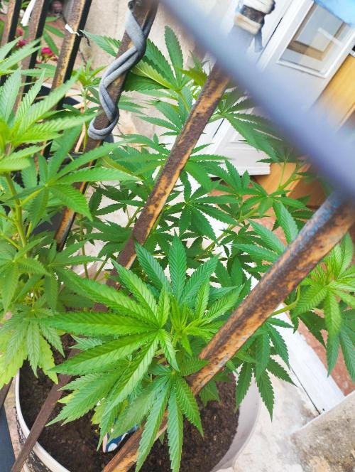 iced sangría triploid f1. Week 9
