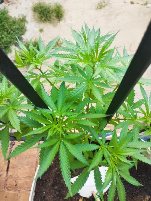 iced sangría triploid f1. Week 9