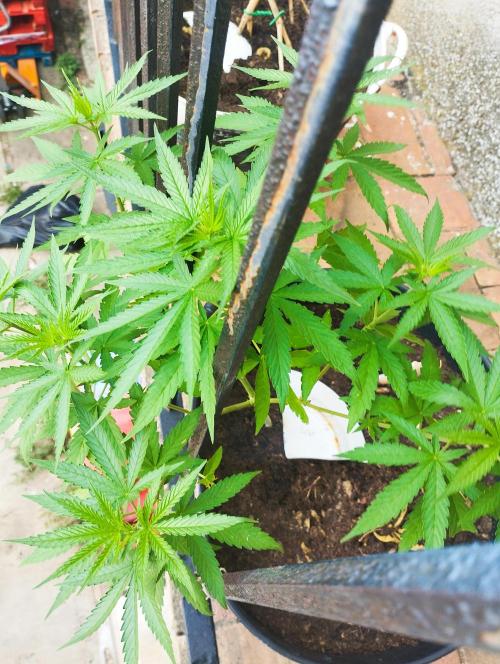 iced sangría triploid f1. Week 9