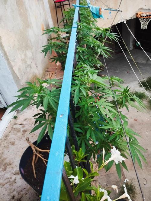 iced sangría triploid f1. Week 10