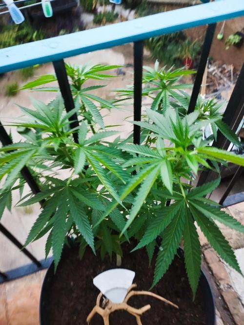 iced sangría triploid f1. Week 10