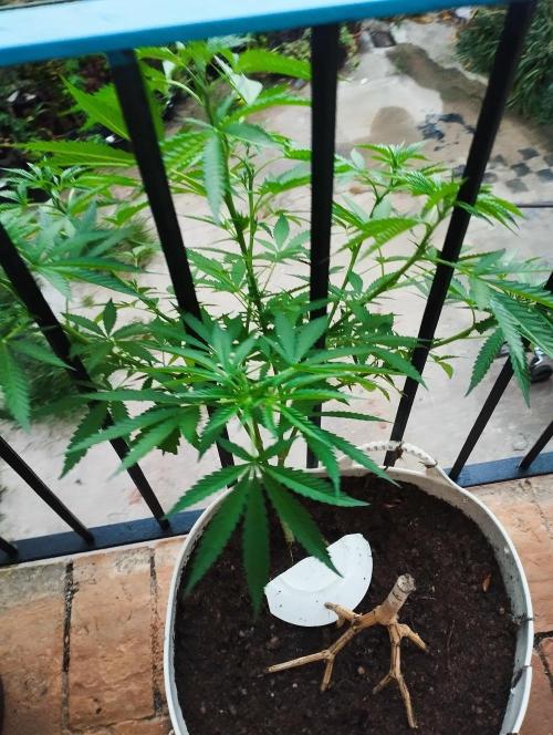 iced sangría triploid f1. Week 10