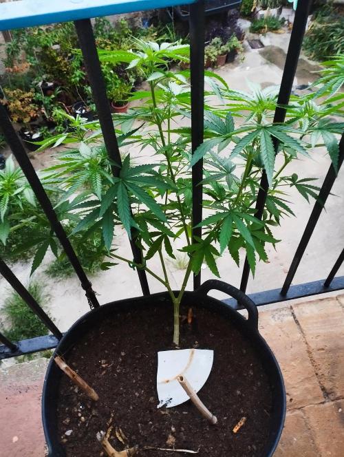 Iced Sangria Triploid F1. Week 10