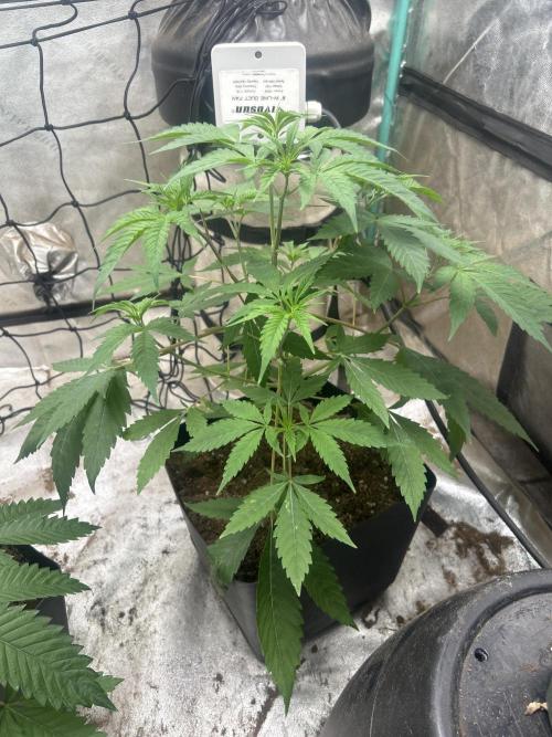 Tim  Greenfield. Week 4 - Platinum gushers