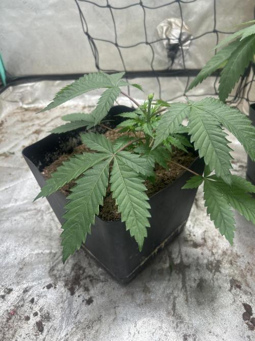 Tim  Greenfield. Week 4 - Temptation mints 
Topped beginning of week 4. 