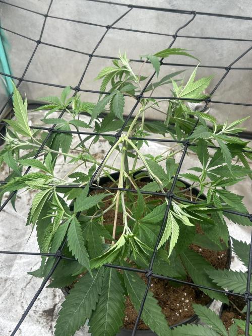 Tim  Greenfield. Week 4 - Platinum gushers 1st day on scrog net 
Temptation mints being moved to 2x4 tmr