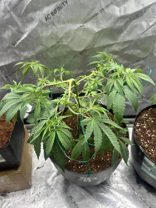 Tim  Greenfield. Week 5 - Platinum gushers 