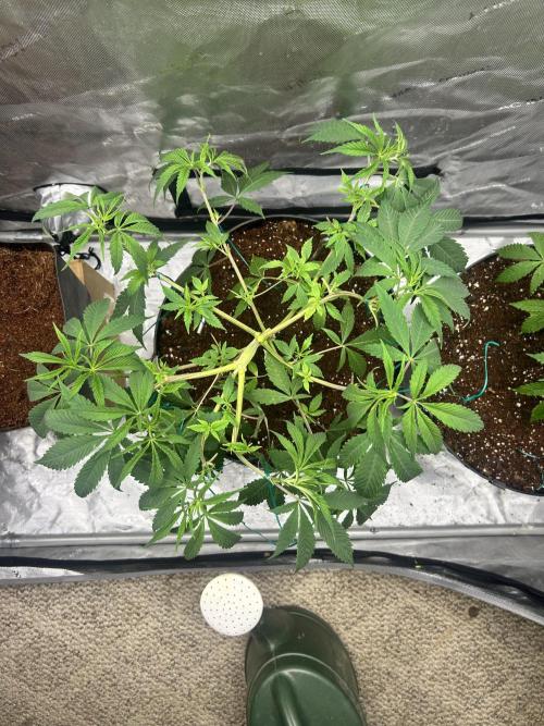 Tim  Greenfield. Week 5 - Platinum gushers