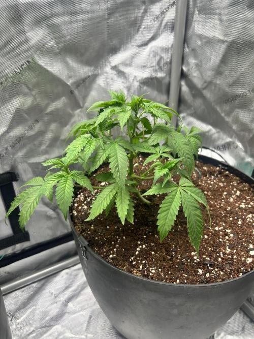 Tim  Greenfield. Week 5 - Temptations mints