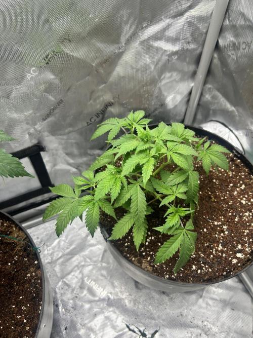 Tim  Greenfield. Week 5 - Temptation mints