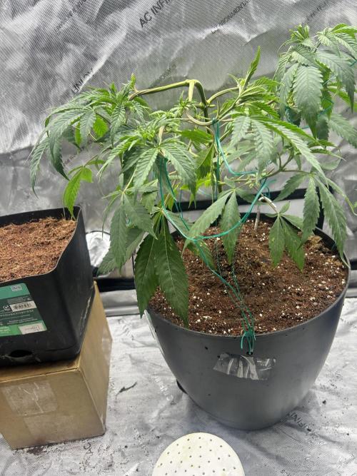 Tim  Greenfield. Week 5 - Platinum gushers