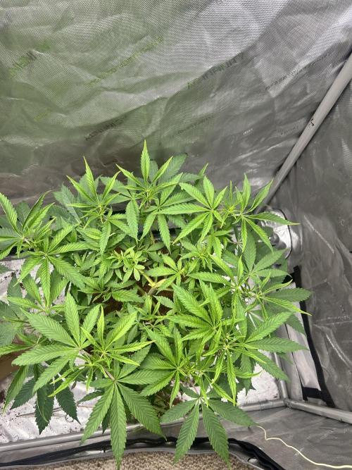 Tim  Greenfield. Week 6 - Platinum gushers 