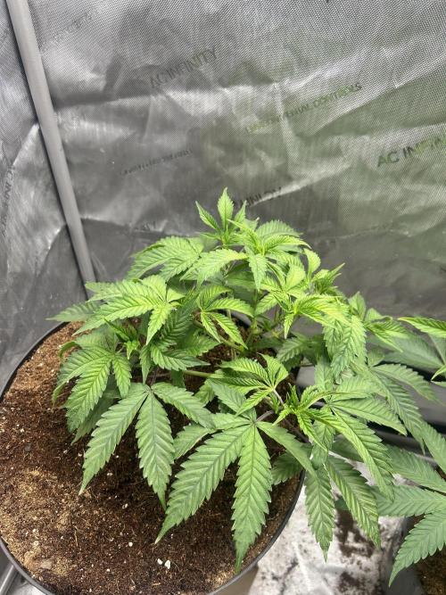 Tim  Greenfield. Week 6 - Temptation Mintz