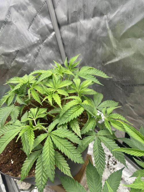 Tim  Greenfield. Week 6 - Temptation Mintz