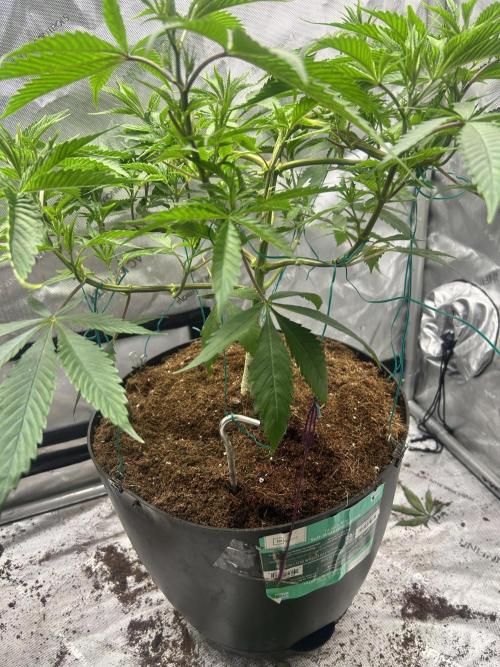 Tim  Greenfield. Week 6 - platinum gushers 