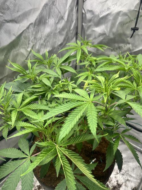 Tim  Greenfield. Week 6 - Platinum gushers