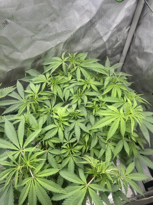 Tim  Greenfield. Week 7 - Platinum Gushers