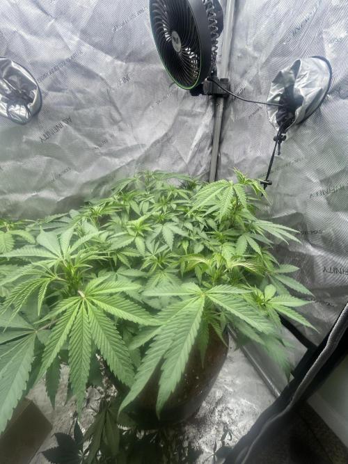 Tim  Greenfield. Week 7 - Platinum Gushers 