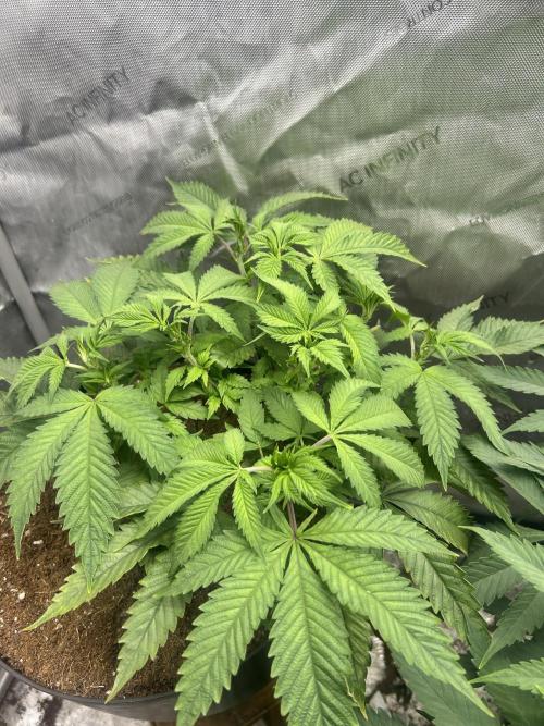 Tim  Greenfield. Week 7 - Temptation mintz 