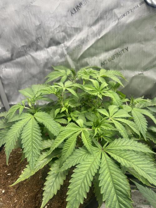 Tim  Greenfield. Week 7 - Temptation mintz