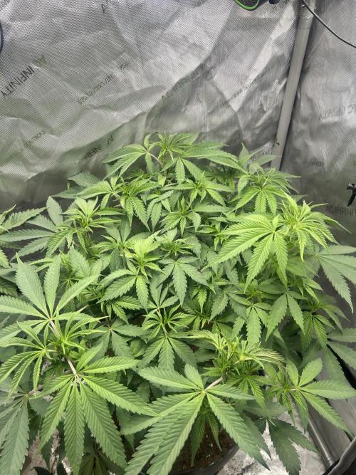 Tim  Greenfield. Week 7 - Platinum gushers 