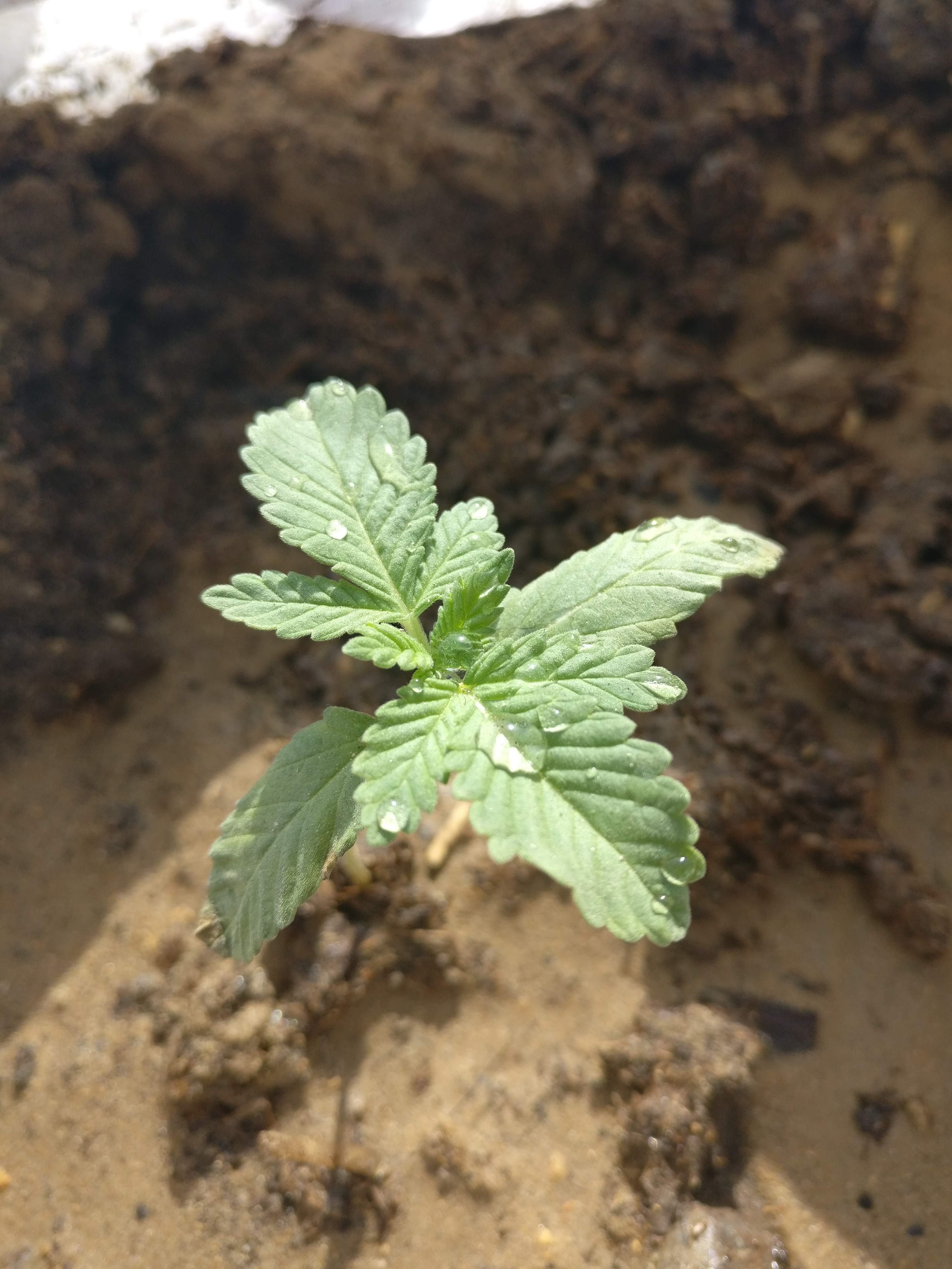 Blackberry Kush grow diary (journal) week3 by yhrana GrowDiaries