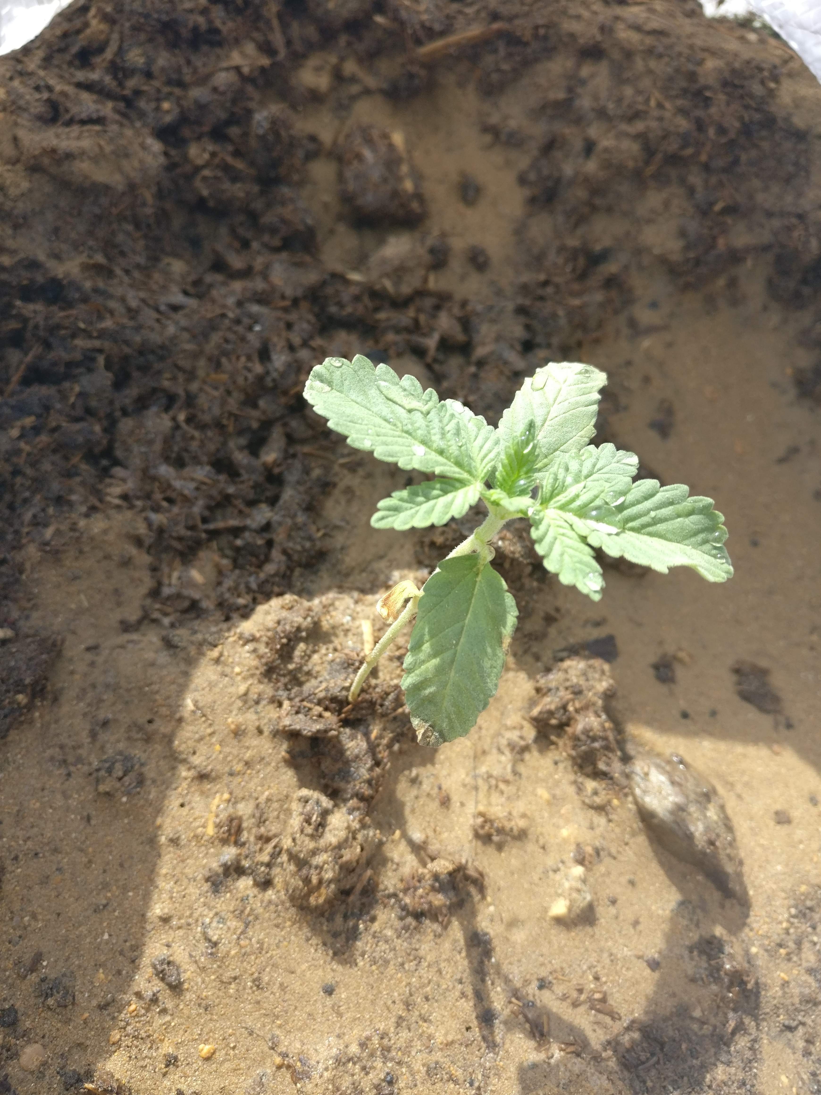 Blackberry Kush grow diary (journal) week3 by yhrana GrowDiaries