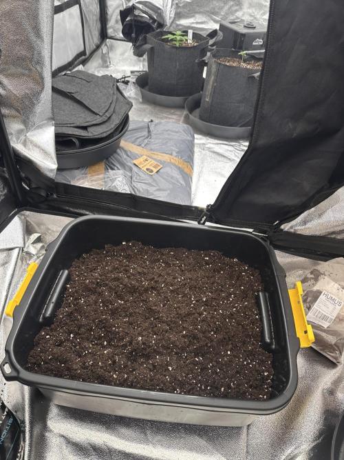 Frosteez Farmz Slurpeez Auto. Week 0