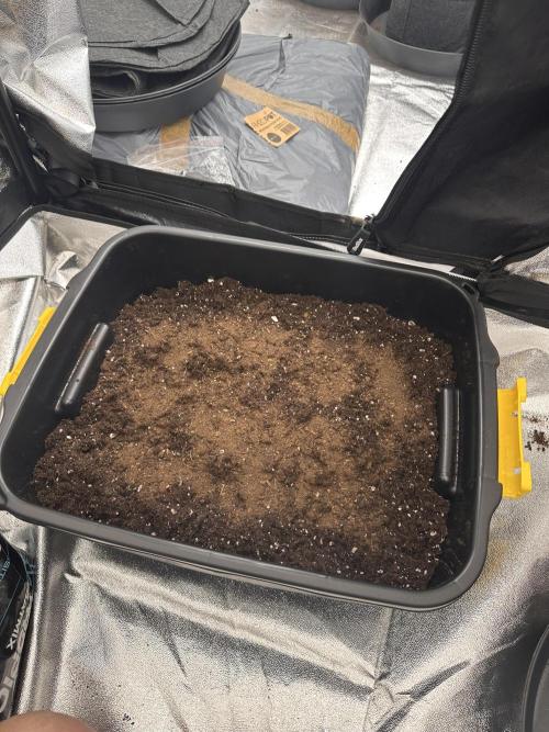 Frosteez Farmz Slurpeez Auto. Week 0