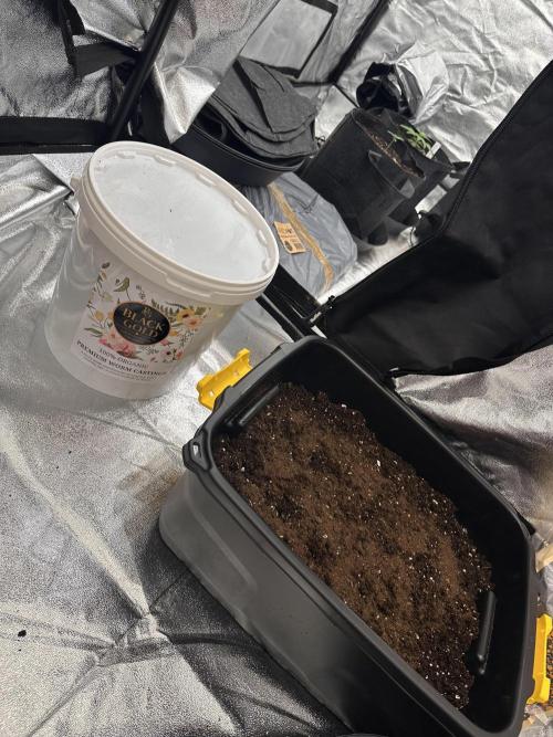 Frosteez Farmz Slurpeez Auto. Week 0