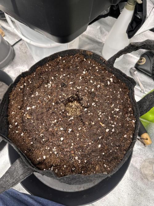 Frosteez Farmz Slurpeez Auto. Week 0