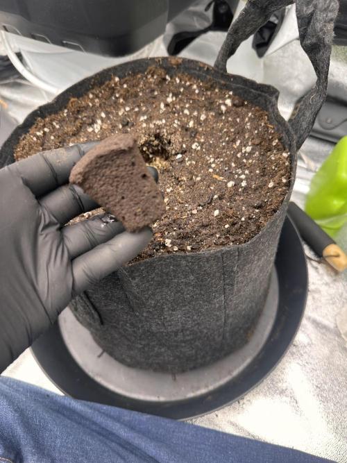 Frosteez Farmz Slurpeez Auto. Week 0