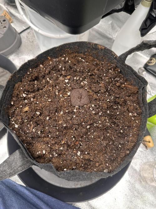 Frosteez Farmz Slurpeez Auto. Week 0