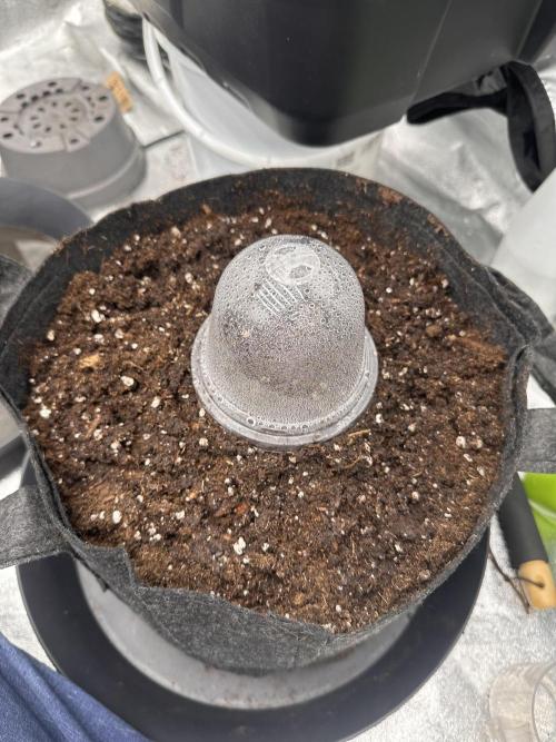 Frosteez Farmz Slurpeez Auto. Week 0