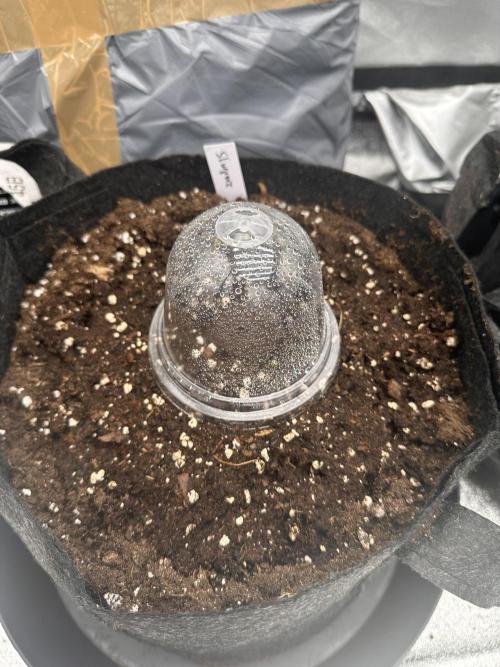 Frosteez Farmz Slurpeez Auto. Week 0