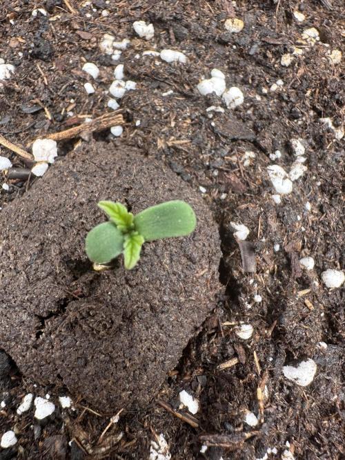 Frosteez Farmz Slurpeez Auto. Week 0