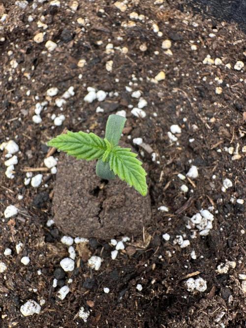 Frosteez Farmz Slurpeez Auto. Week 0