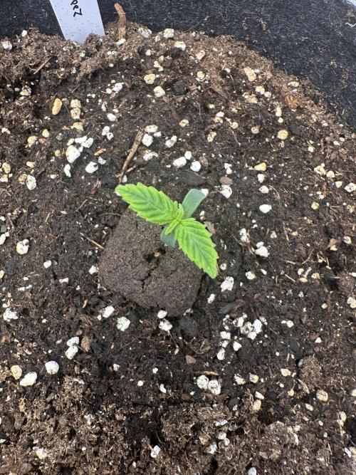 Frosteez Farmz Slurpeez Auto. Week 1