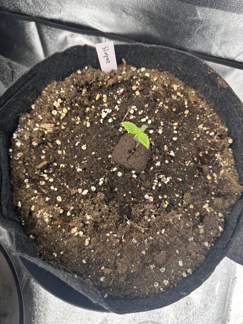 Frosteez Farmz Slurpeez Auto. Week 1