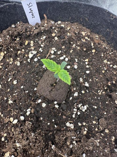 Frosteez Farmz Slurpeez Auto. Week 1