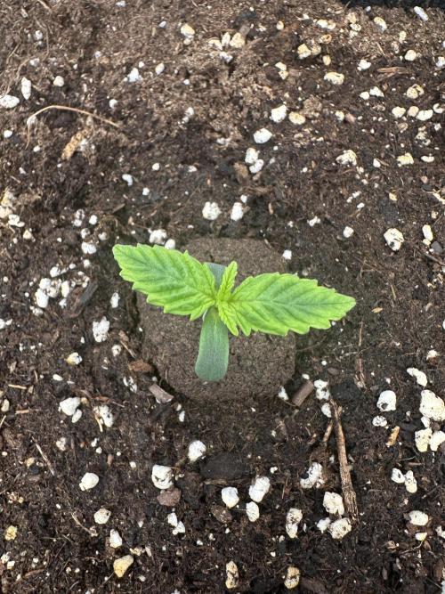 Frosteez Farmz Slurpeez Auto. Week 1