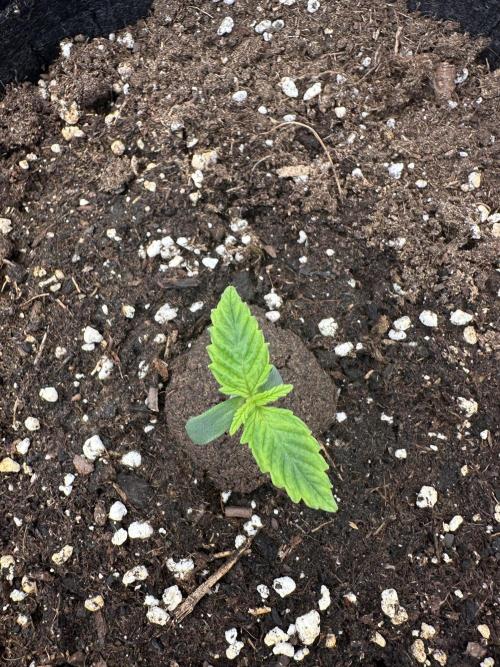 Frosteez Farmz Slurpeez Auto. Week 1