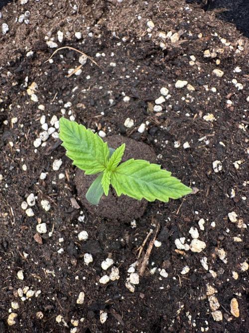 Frosteez Farmz Slurpeez Auto. Week 1