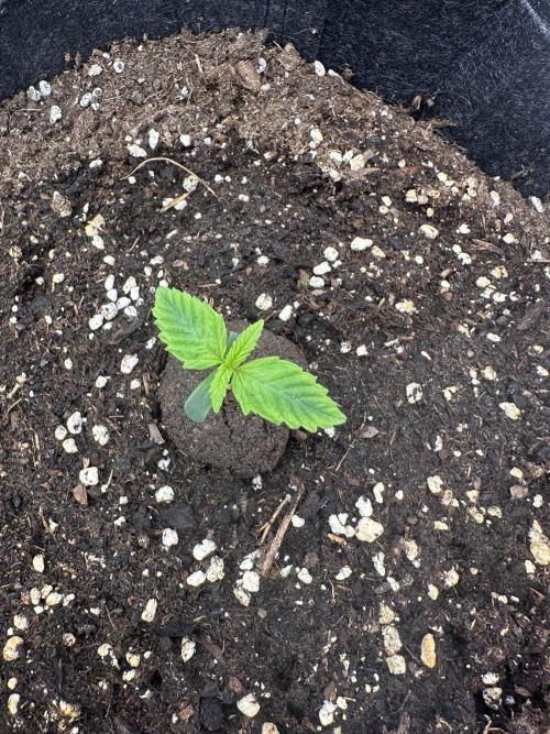 Frosteez Farmz Slurpeez Auto. Week 1