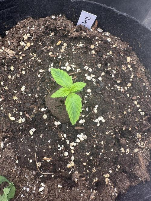 Frosteez Farmz Slurpeez Auto. Week 1