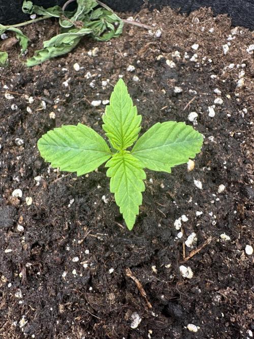 Frosteez Farmz Slurpeez Auto. Week 1