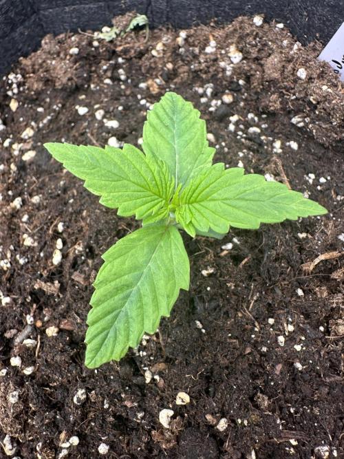 Frosteez Farmz Slurpeez Auto. Week 1