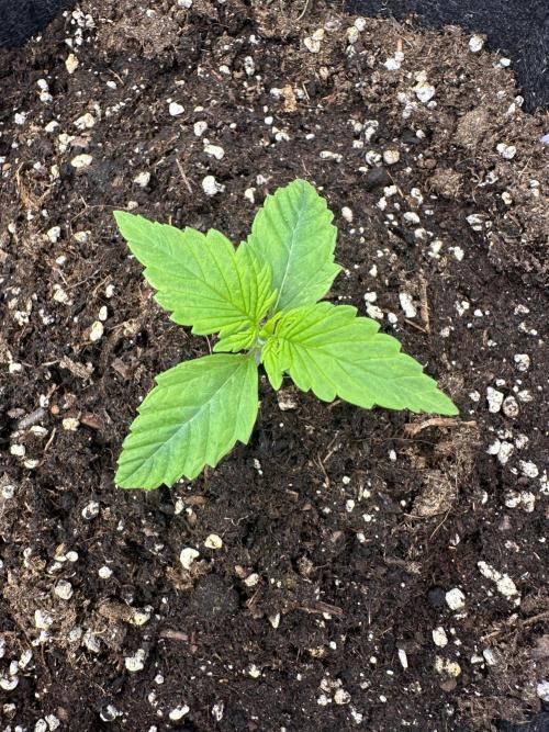 Frosteez Farmz Slurpeez Auto. Week 1