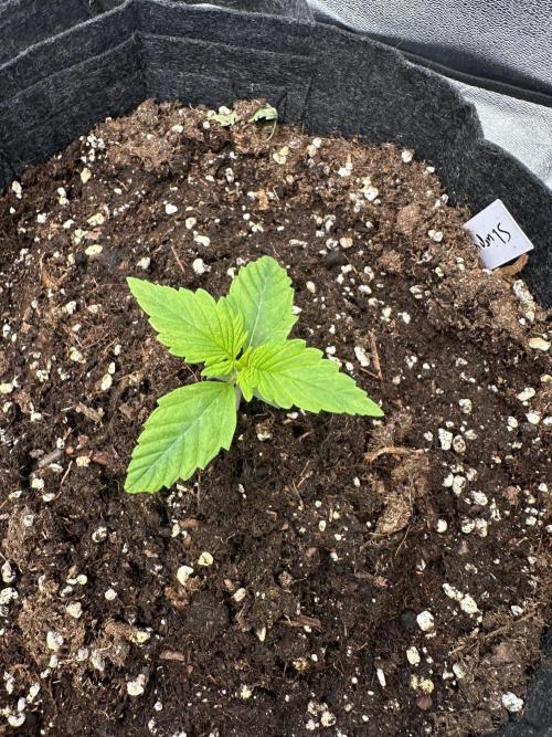 Frosteez Farmz Slurpeez Auto. Week 1